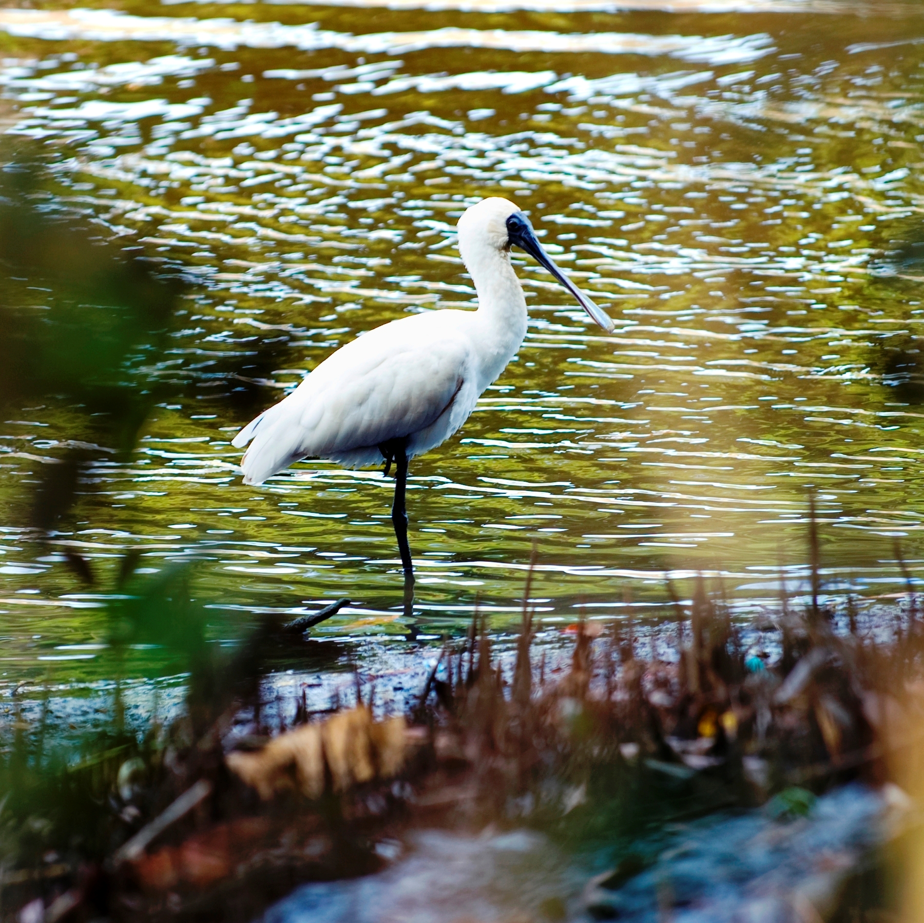 Cooks River